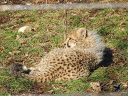 Tiergarten Schönbrunn am 27.01.2026